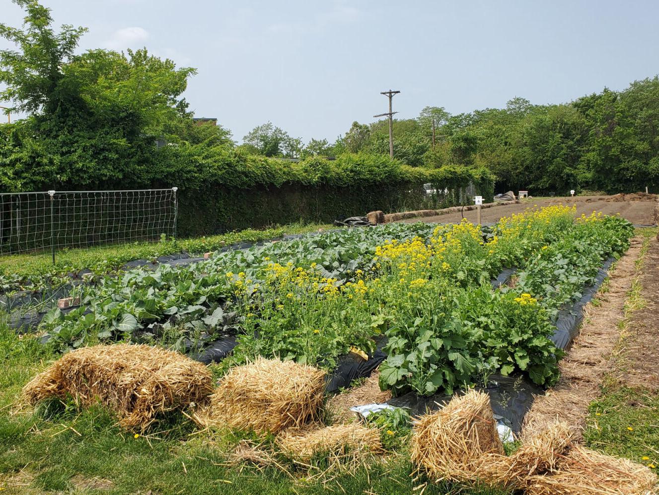 capital farm fields.jpg