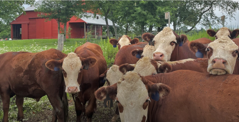 Talking climate change ’til the cows come home