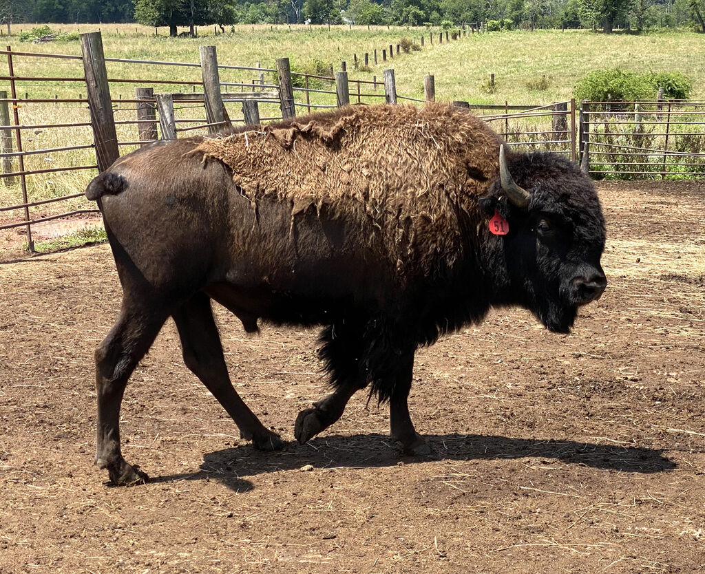 Buffalo
