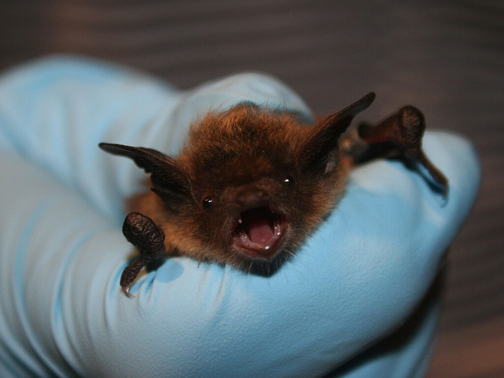 USFWS biologist holds a little brown bat.