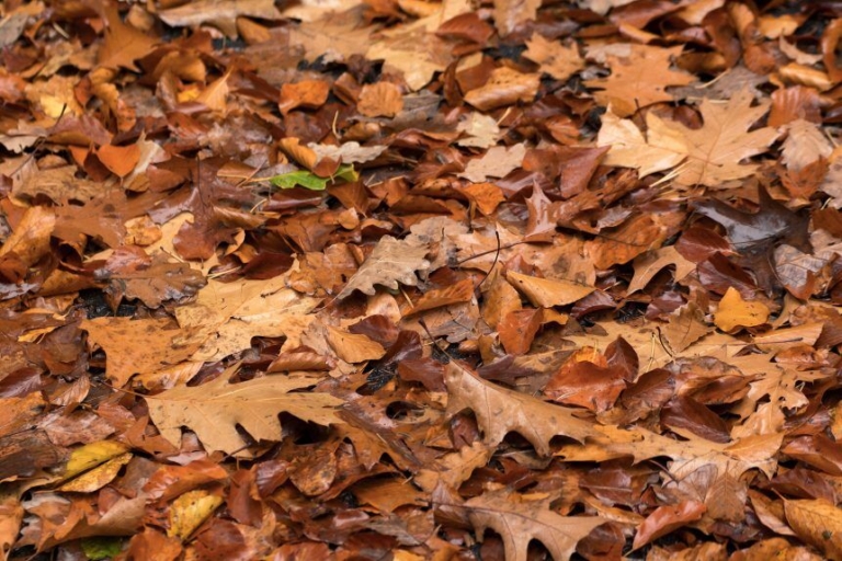 Ewing announces enhancements to leaf pickup program