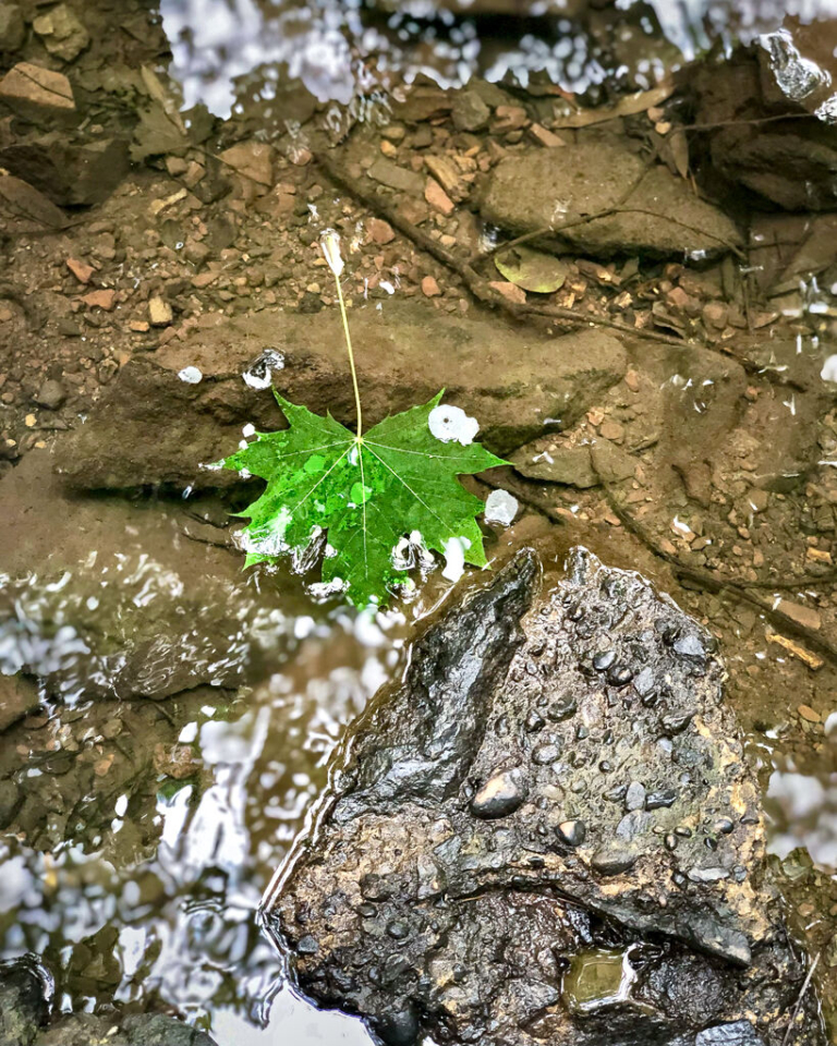 ‘Budding Photographers’ on display at Gallery 14 in Hopewell Aug. 17-18
