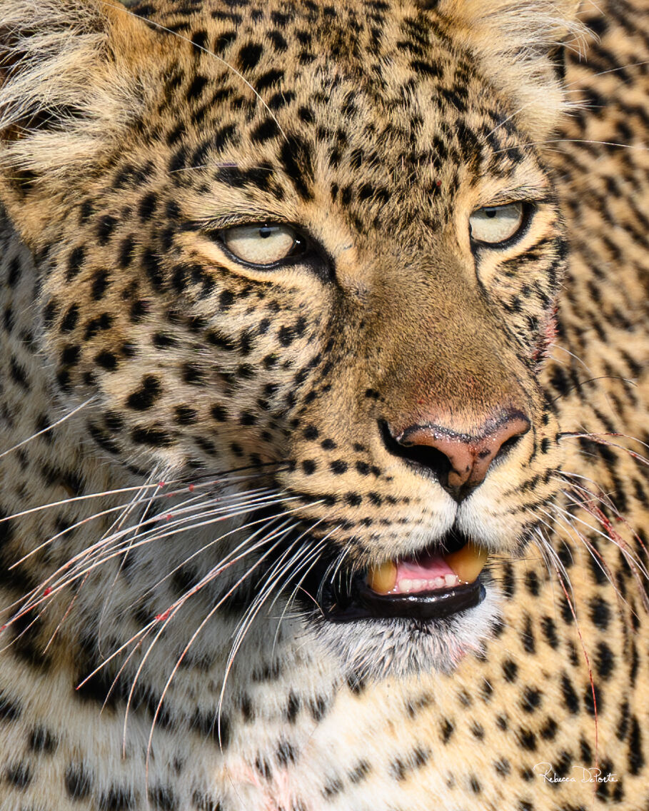 Rebecca_DePorte_Natito (2).jpg