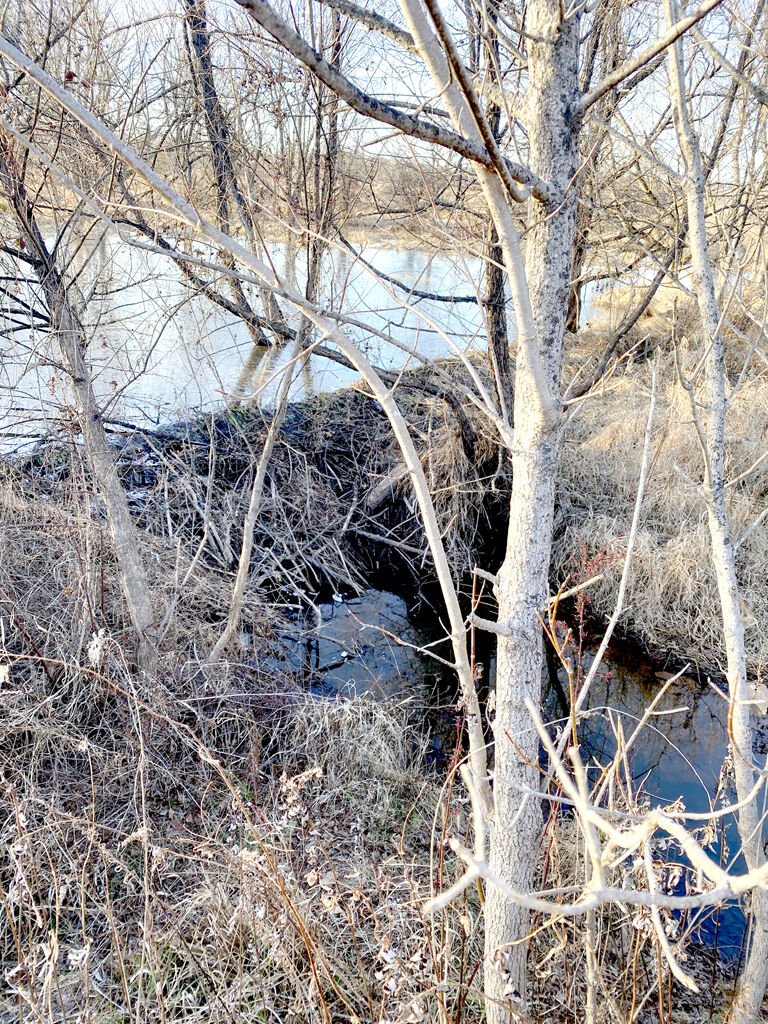 Beaver Dam Schore to Please