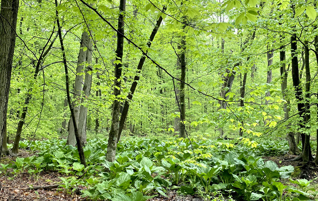 Giardino tract