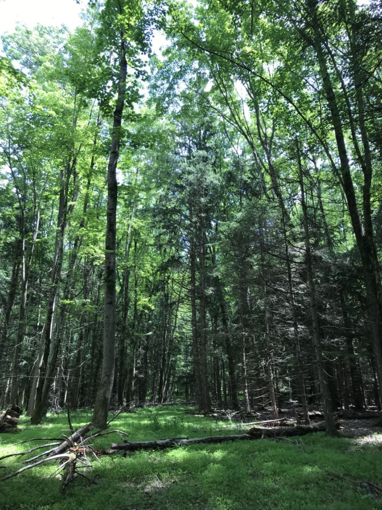 Princeton Preserves 90-Acre Lanwin Tract