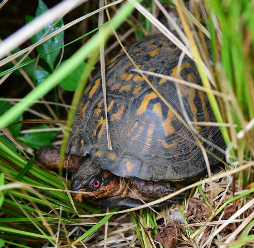 Eastern box turtle