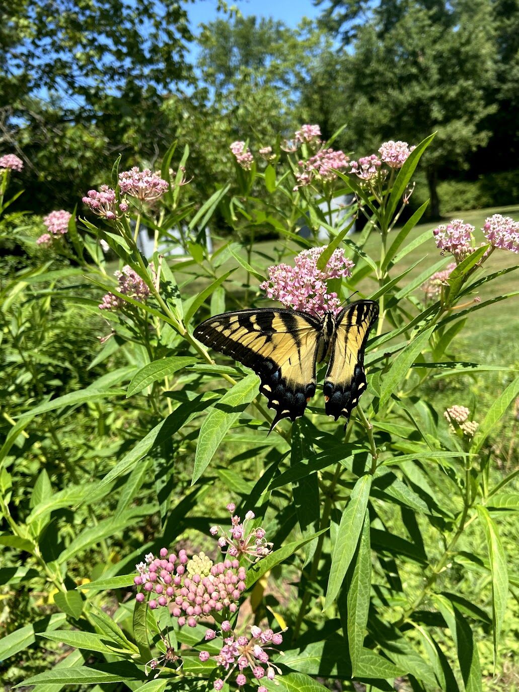 Tiger Swallowtail Butterfly