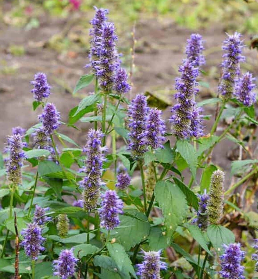 AniseHyssop.jpg