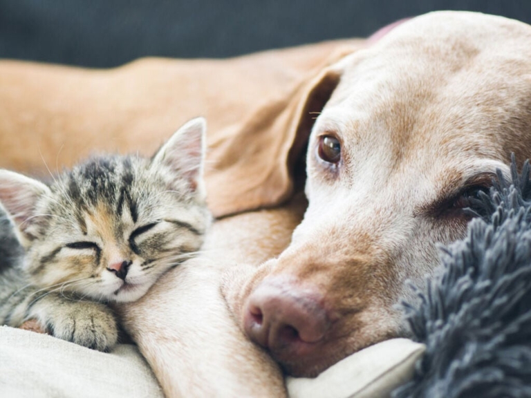 Grant helps EASEL rehome pets and promote animal welfare