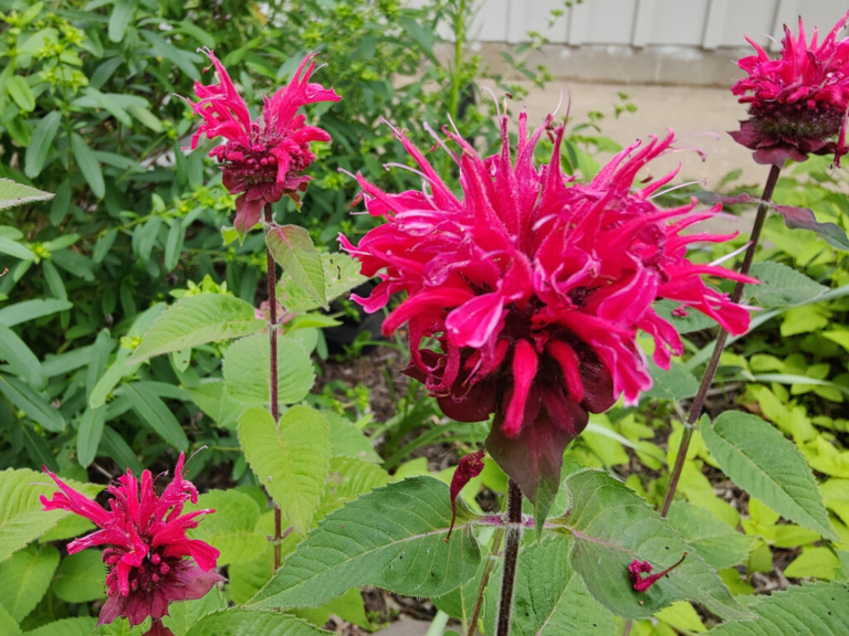 Native plant workshop set for June 19 at Lawrence Library