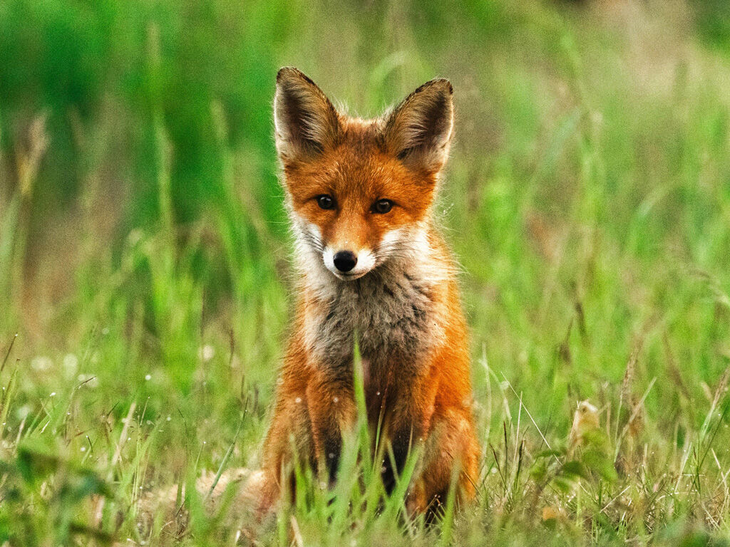Wild fox