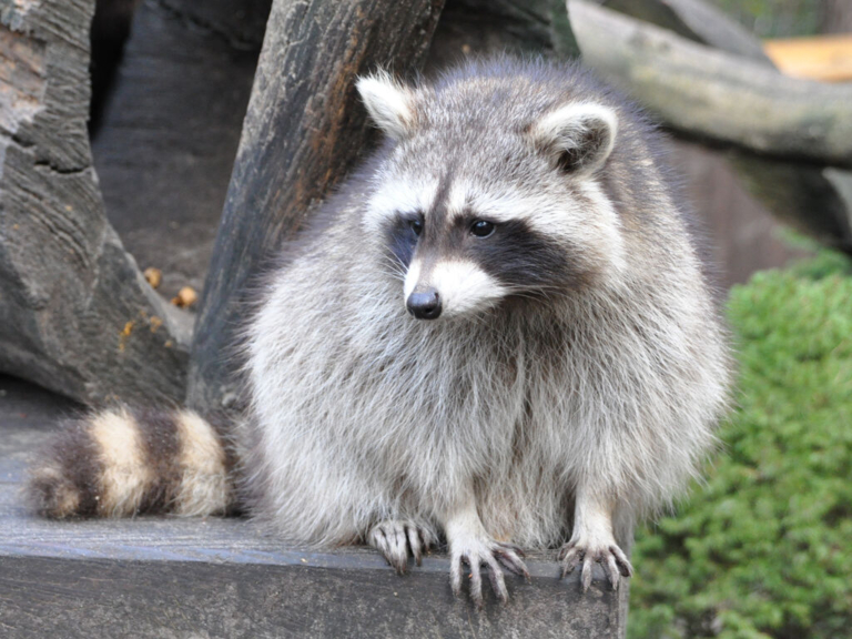 Rabies warning issued in Ewing following raccoon report
