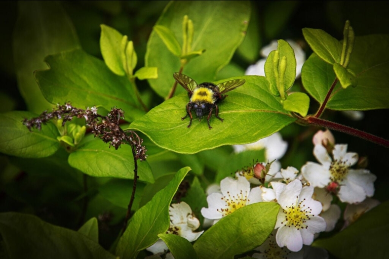 Princeton Photography Club exhibition celebrates beauty of local preserves