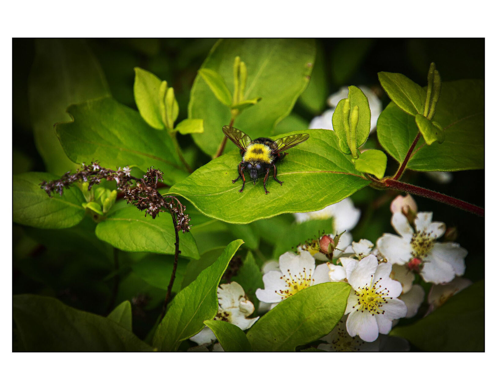 Robber Fly by Charmaine Hofmann.jpg
