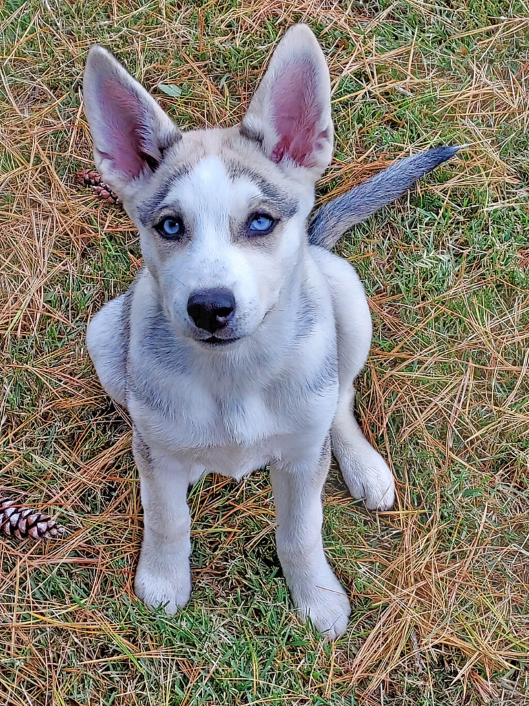 Complex Simplicity: Life with Lumi