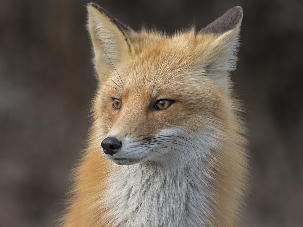 Fox