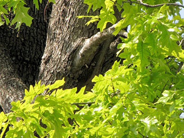 Ewing Green Team launches 250-tree planting initiative